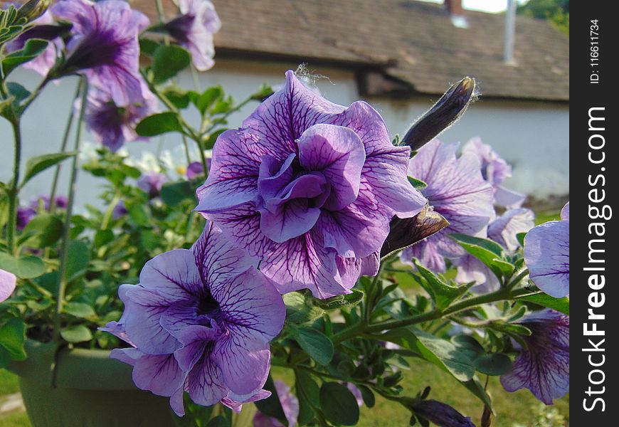 Flower, Plant, Purple, Annual Plant