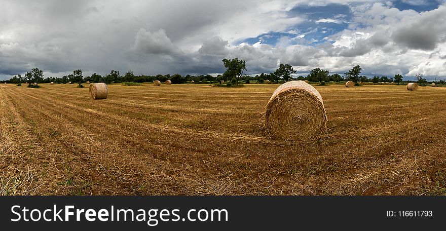 Hay, Field, Agriculture, Crop