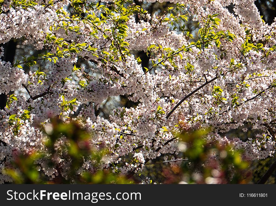 Plant, Flora, Blossom, Flower