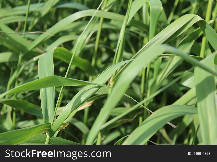 Plant, Grass, Grass Family, Leaf