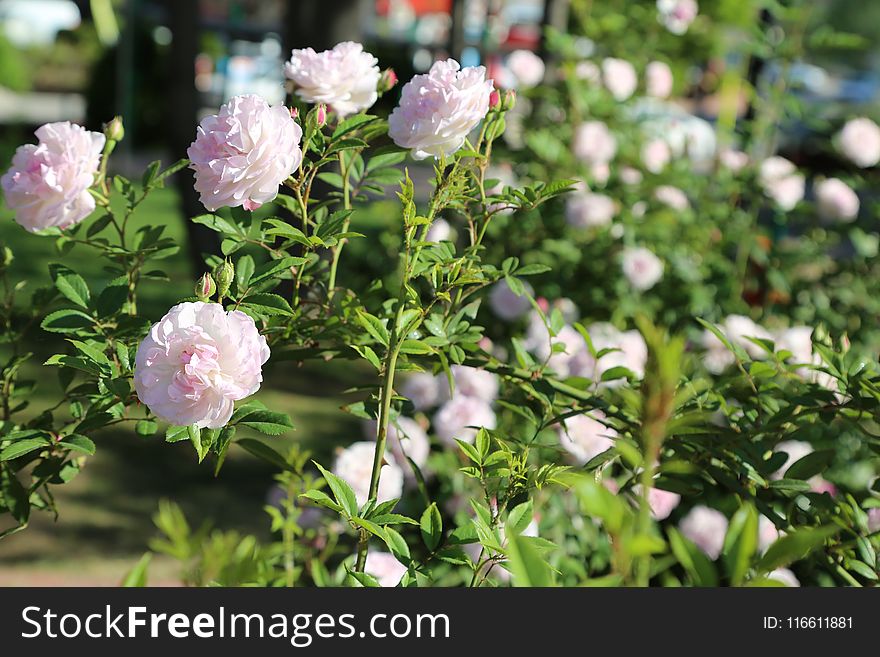 Plant, Flower, Rose Family, Flowering Plant