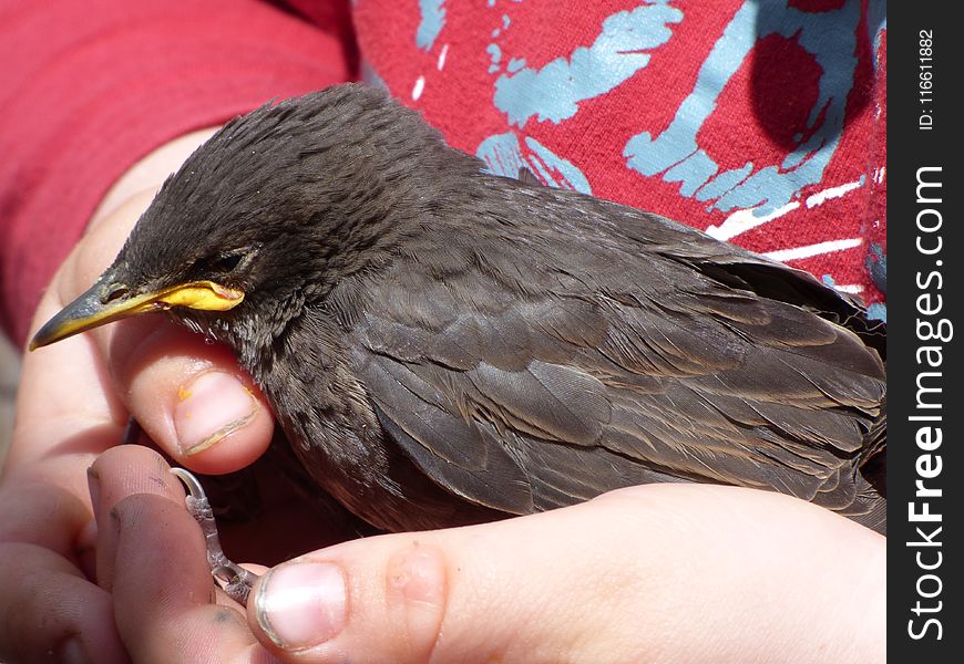 Bird, Beak, Fauna, Blackbird