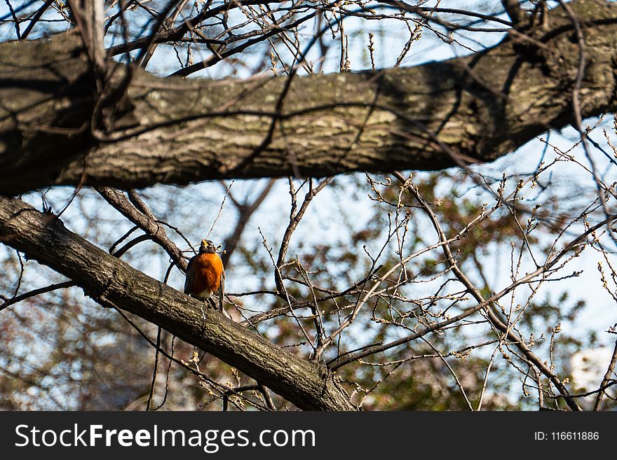 Branch, Tree, Bird, Fauna