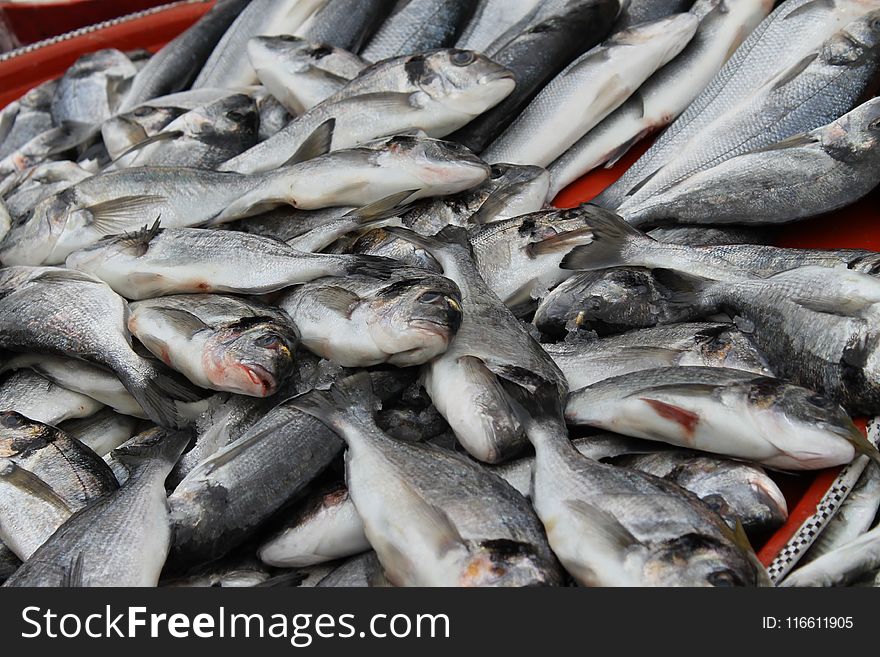 Seafood, Fish, Fish Products, Sardine