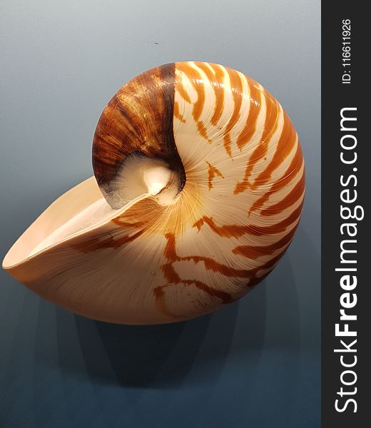 Seashell, Invertebrate, Nautilida, Conch