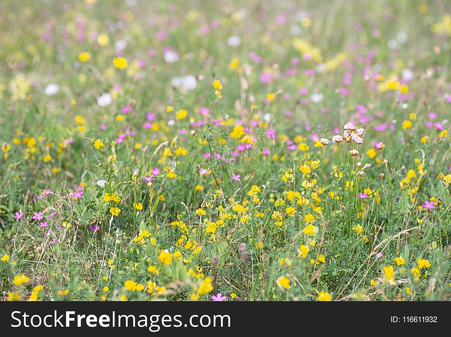 Flower, Wildflower, Yellow, Meadow