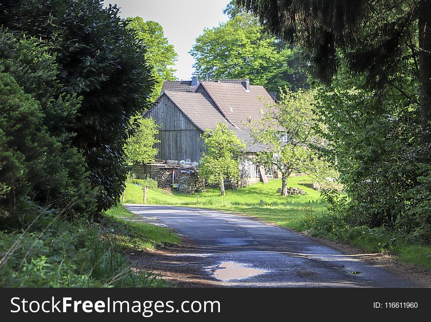 Nature, Green, House, Tree