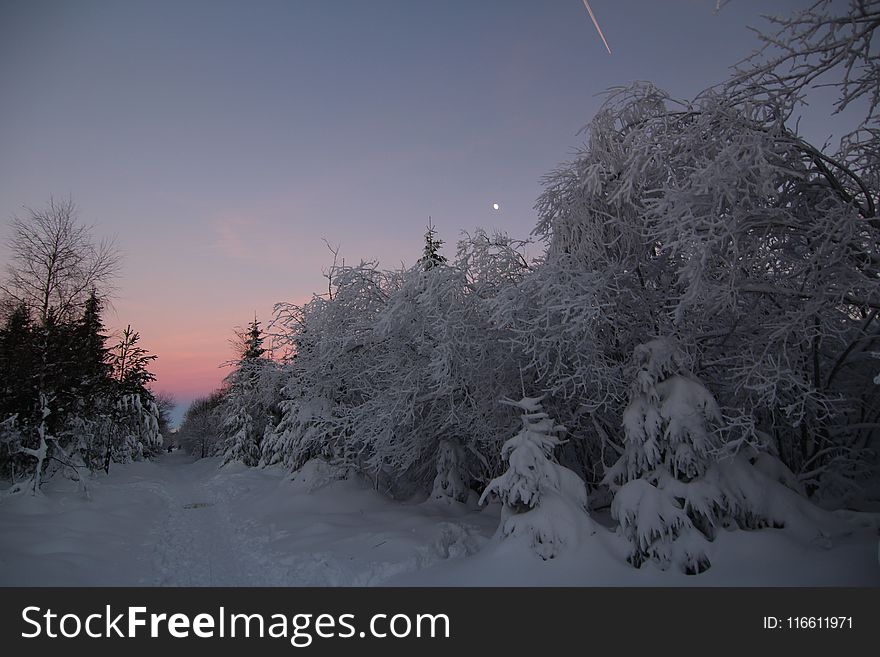 Winter, Snow, Sky, Tree