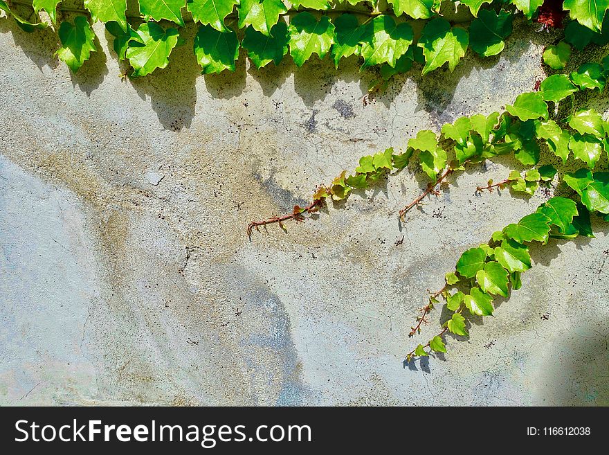 Green, Vegetation, Leaf, Fauna