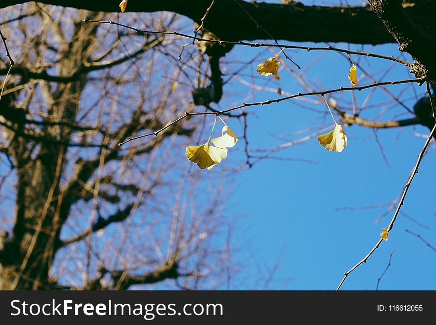 Branch, Leaf, Flora, Sky