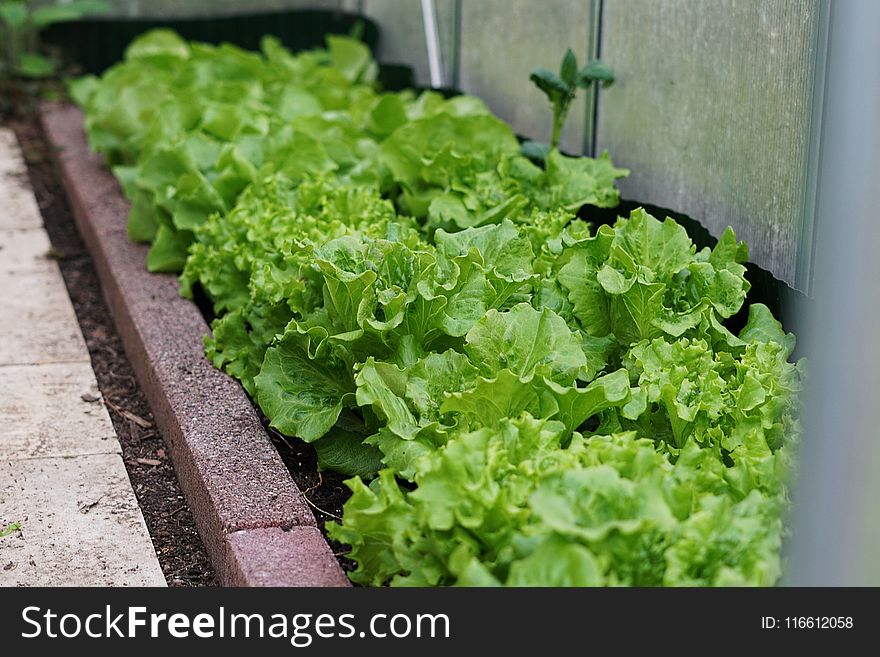 Leaf Vegetable, Lettuce, Vegetable, Produce