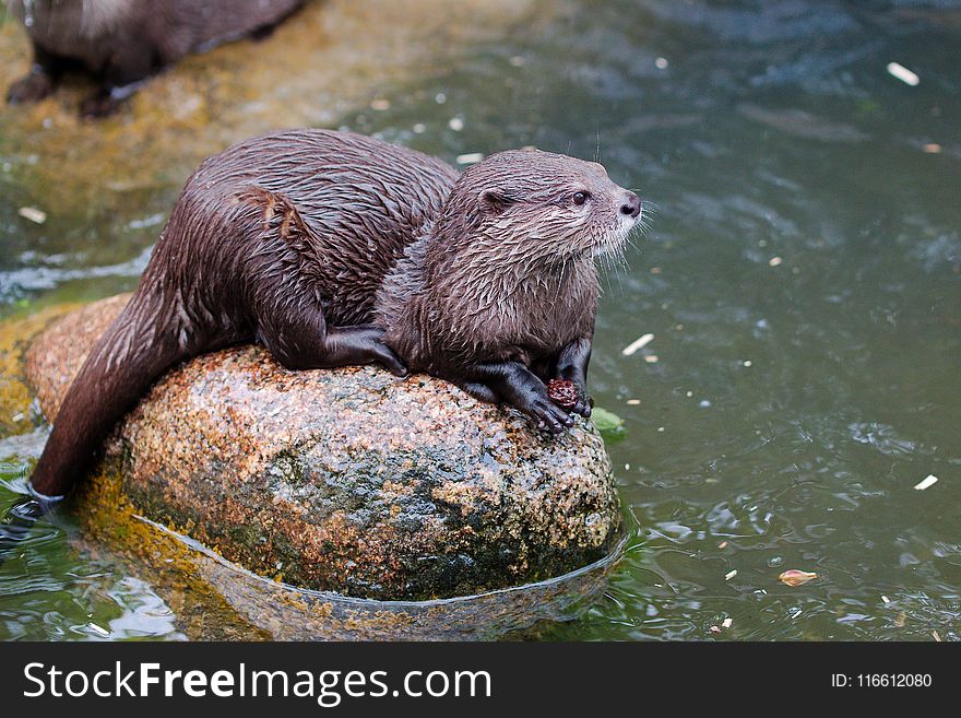Otter, Mammal, Fauna, Mustelidae
