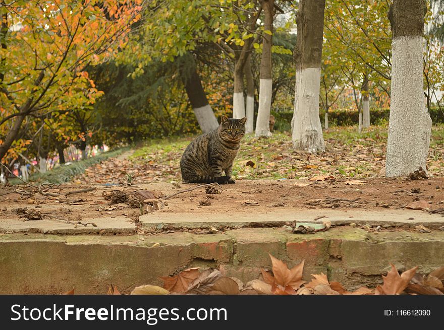 Mammal, Fauna, Wildlife, Leaf