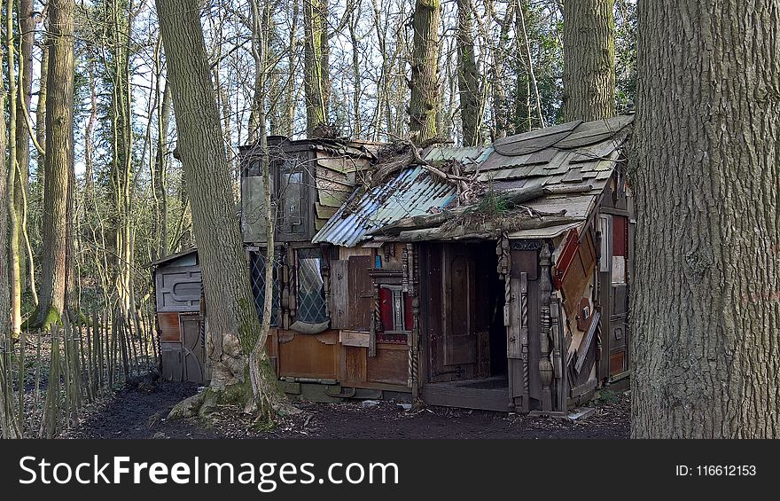 Shack, Tree, House, Shed