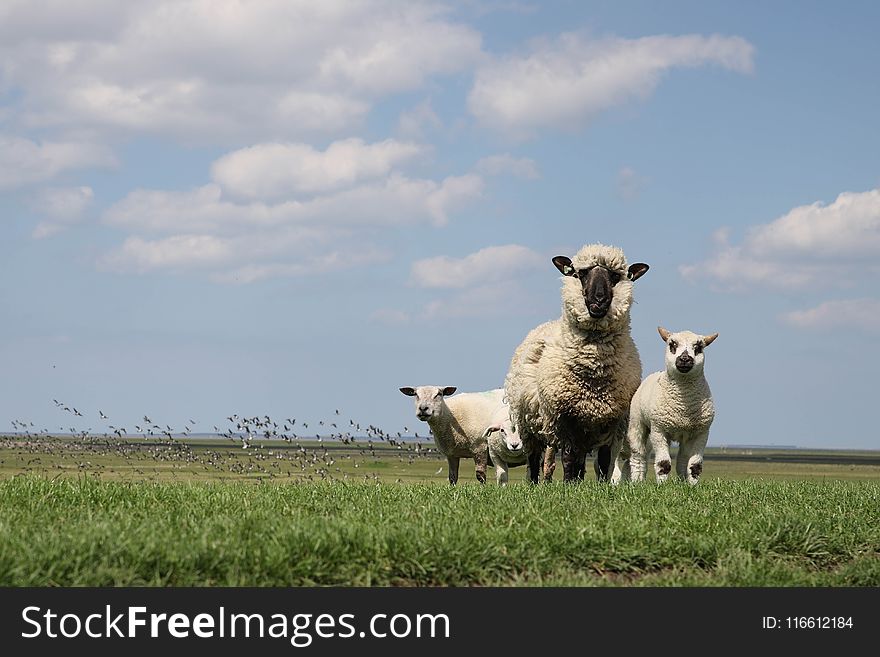 Grassland, Sheep, Pasture, Field