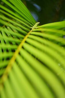 Gecko Relaxing On Green Tropical Leaf. Lush Tropical Vegetation Of The Islands Of Hawaii Royalty Free Stock Photos