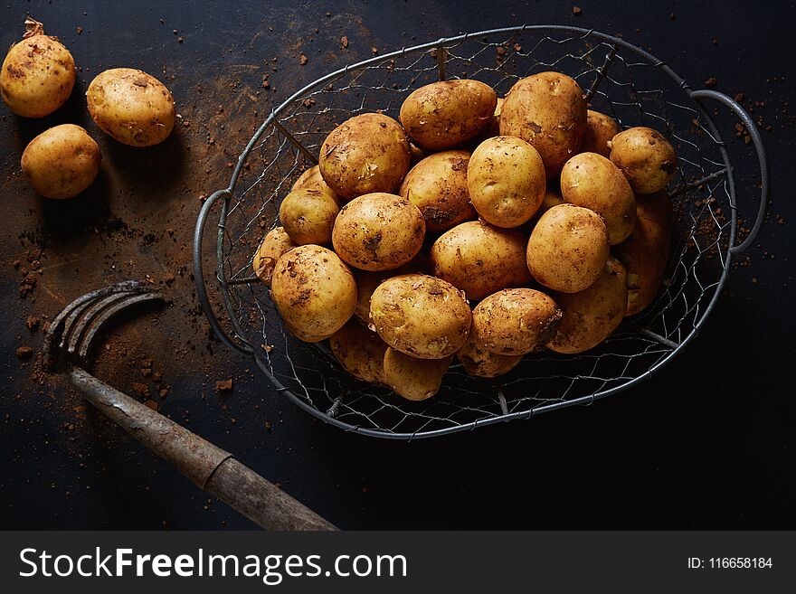 Fresh potatoes with garden fork in a wire basket on a dark rustic table. Fresh potatoes with garden fork in a wire basket on a dark rustic table