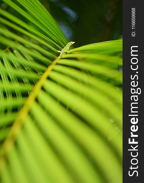 Gecko relaxing on green tropical leaf. Lush tropical vegetation of the islands of Hawaii