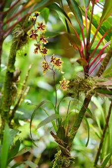 Beautiful Orchids In Natural Environment In Tropical Botanical Garden Of The Big Island Of Hawaii. Lush Tropical Vegetation Of The Royalty Free Stock Images