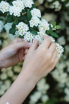 FemaleLittle Girl& X27;s Hands Holding Playing Little White Flowers Bush. Spring Time. Royalty Free Stock Photography FemaleLittle Girl& X27;s Hands Holding Playing Little White Flowers Bush. Spring Time. Royalty Free Stock Photography