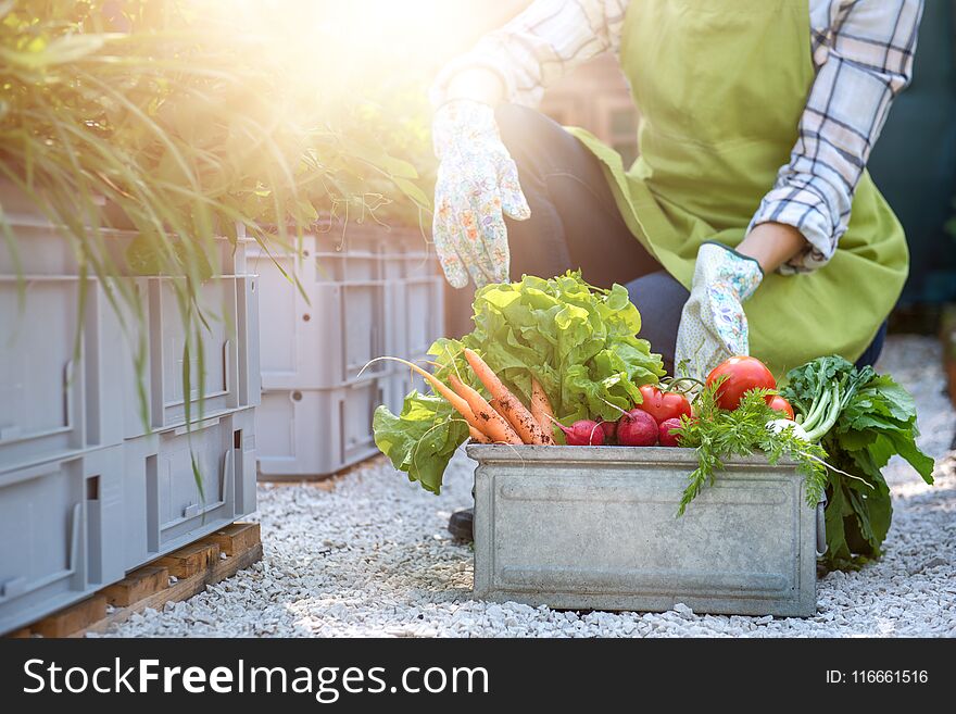 Unrecognisable Female Farmer Holding Crate Full Of Freshly Harvested Vegetables In Her Garden. Homegrown Bio Produce Concept.