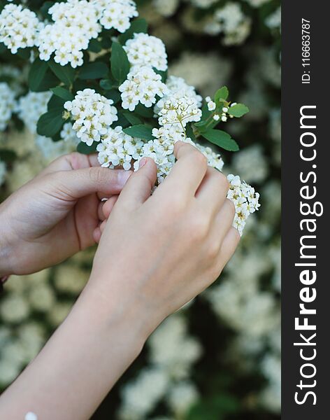 FemaleLittle Girl& X27;s Hands Holding Playing Little White Flowers Bush. Spring Time.