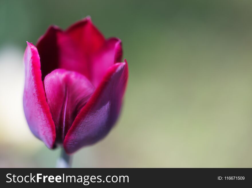 Tulip Flower Close Up On An Blured Background.