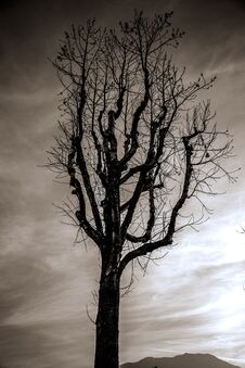 The Dying Tree Stock Image