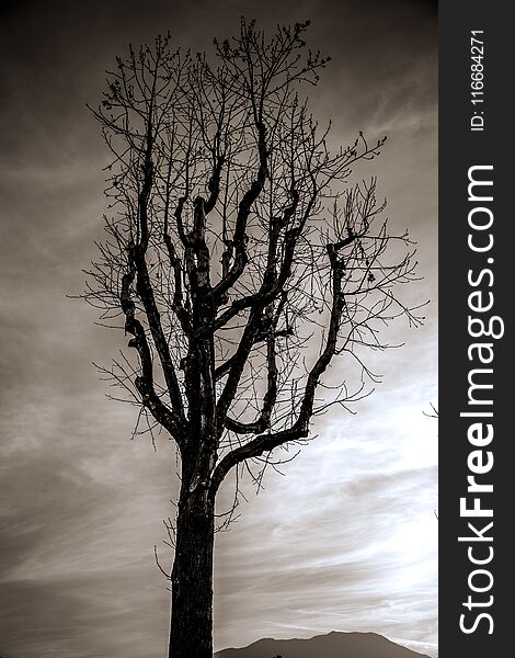 This black and white photo of a dying tree was taken in the foothills of southern california. This black and white photo of a dying tree was taken in the foothills of southern california