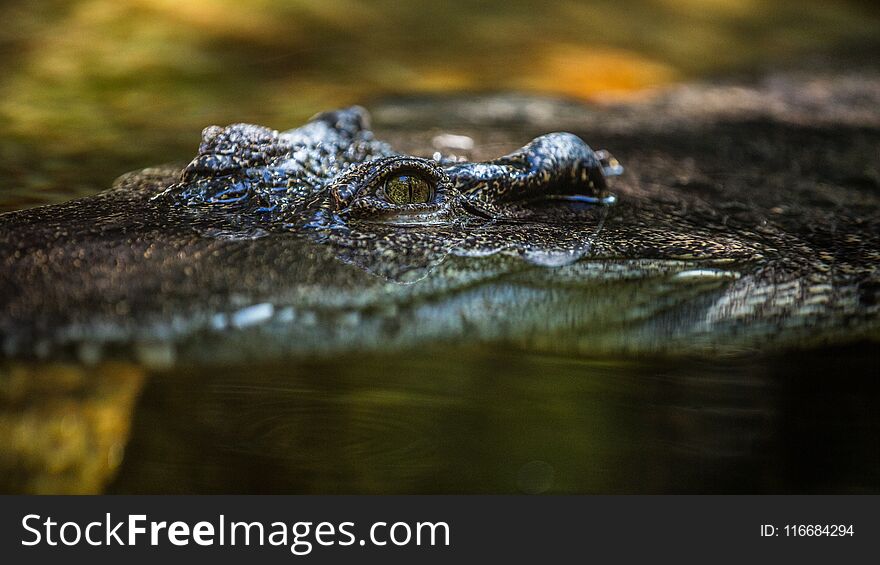 This photo is of a alligator swimming through the swamp water. This photo is of a alligator swimming through the swamp water.