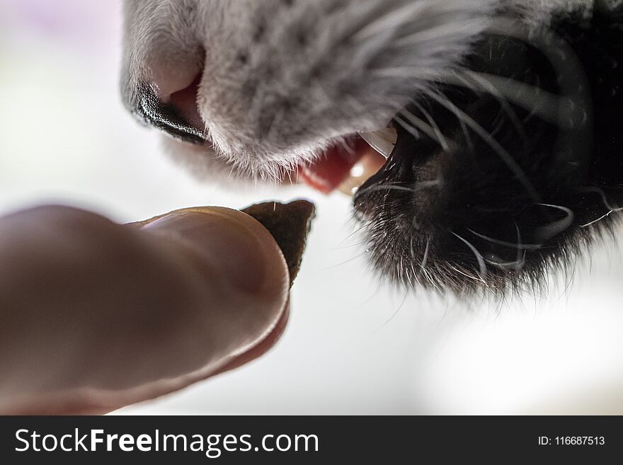 House cat eating a treat close up