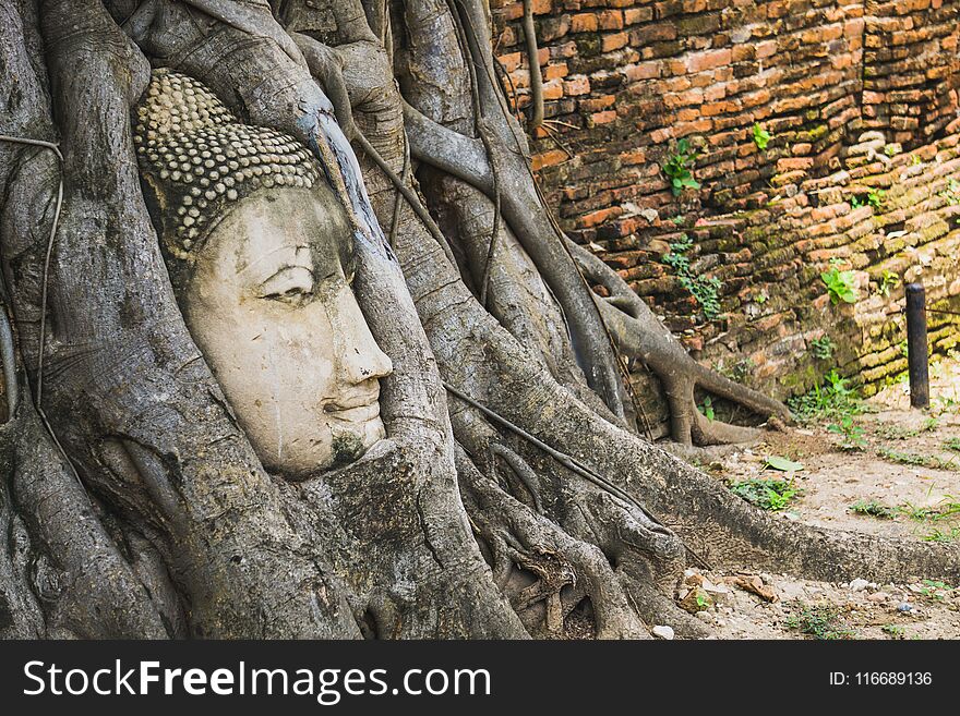 The root around the head of buddha at wat mahathat temple,AYUTTHAYA THAILAND. The root around the head of buddha at wat mahathat temple,AYUTTHAYA THAILAND.
