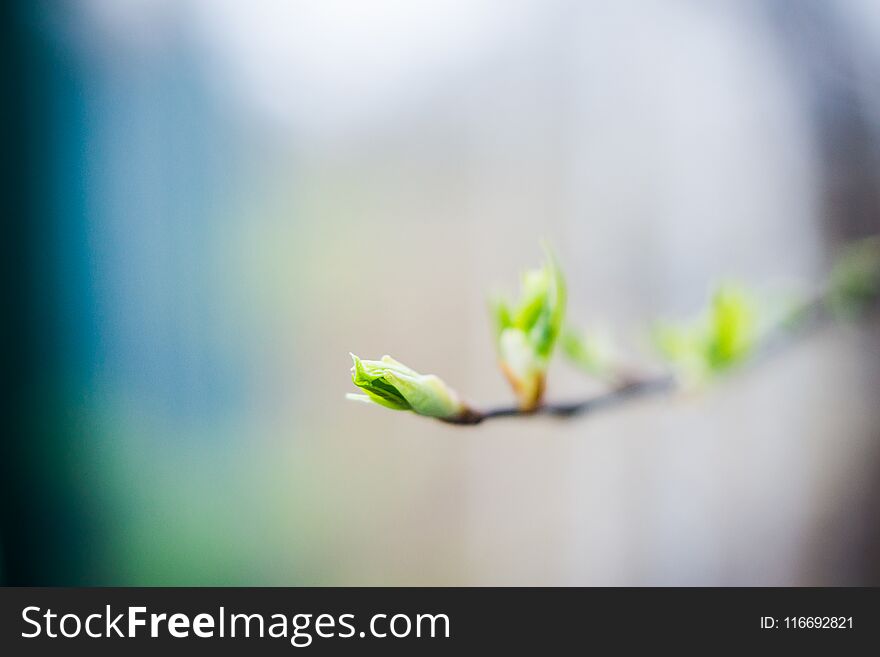 Branches With New Leaves In The Garden