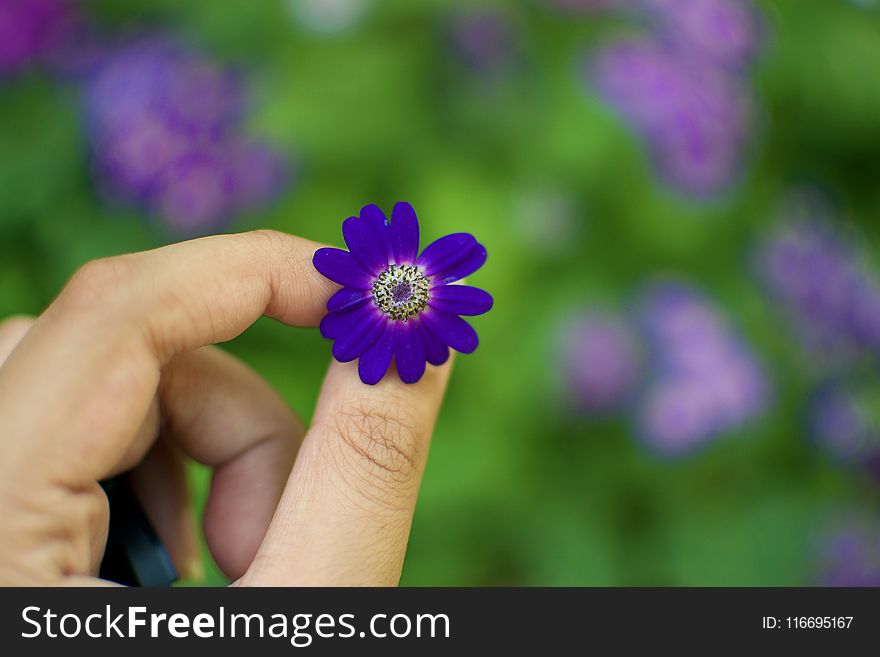 Person Holding Purple Petaled Flower in Bloom at Daytime