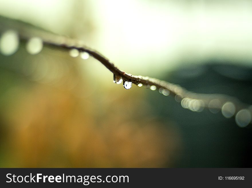 Water Droplets On Plant Branch In Tilt Shift Lens Photography