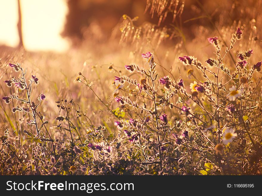 Selective Focus Photography of Purple Flowers