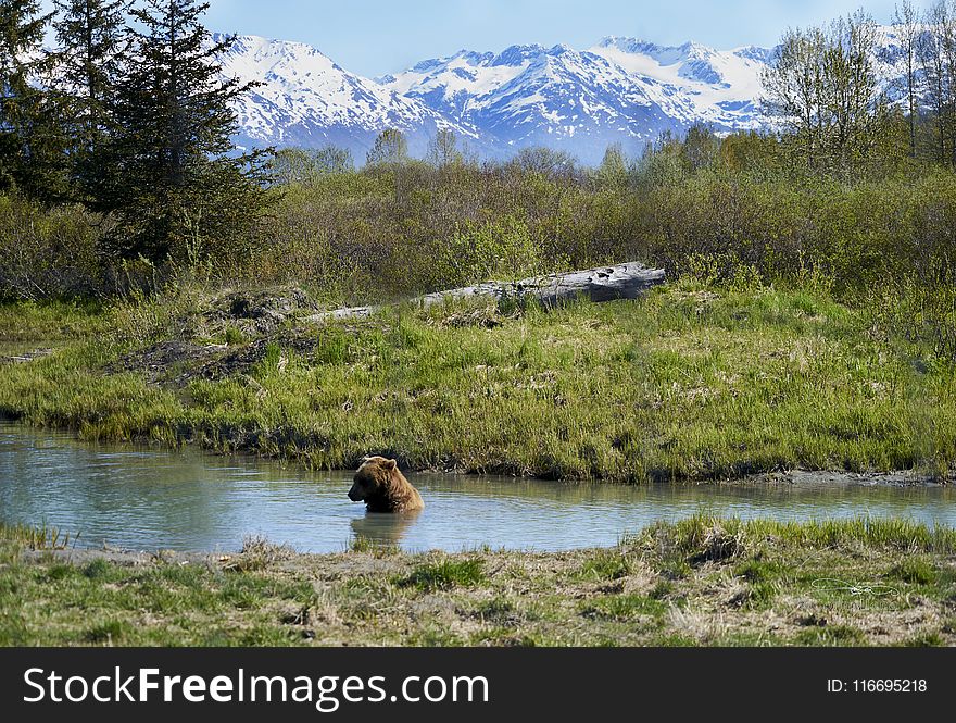 Brown Bear in the River