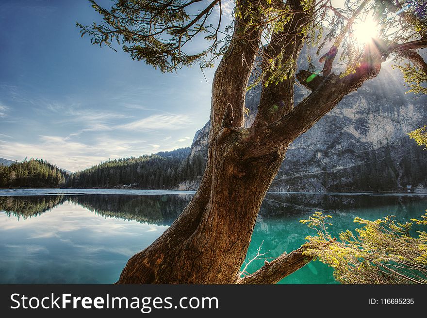 Landscape Photography of Tree and Sea