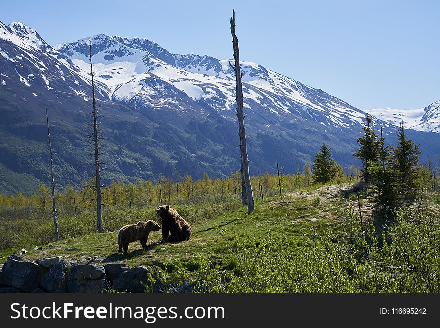 Two Brown Bears on Grass Field