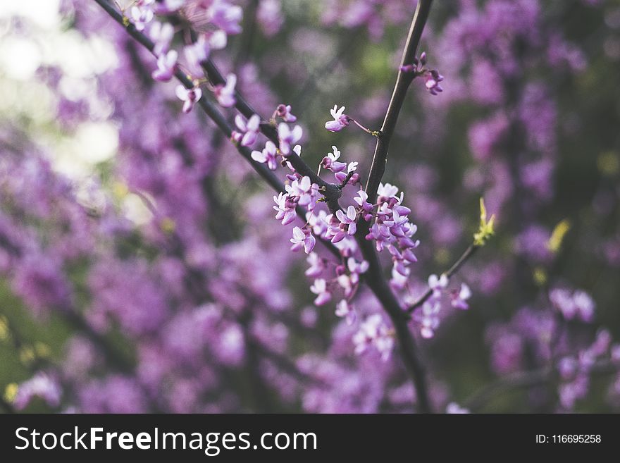 Purple And White Flowers