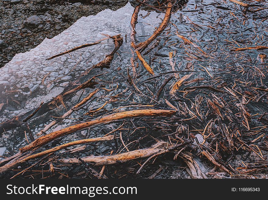 Brown Twigs On Water