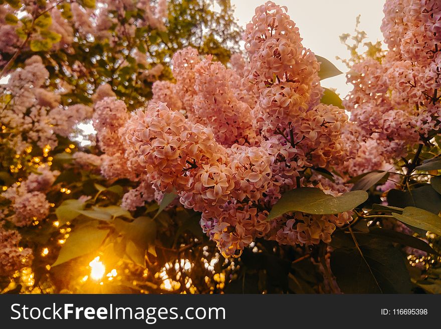 Photography of Pink Flowers