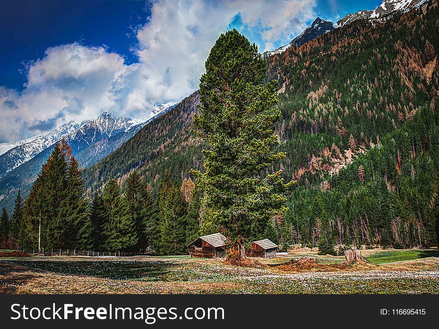 Photography Of Fir Trees On Mountains