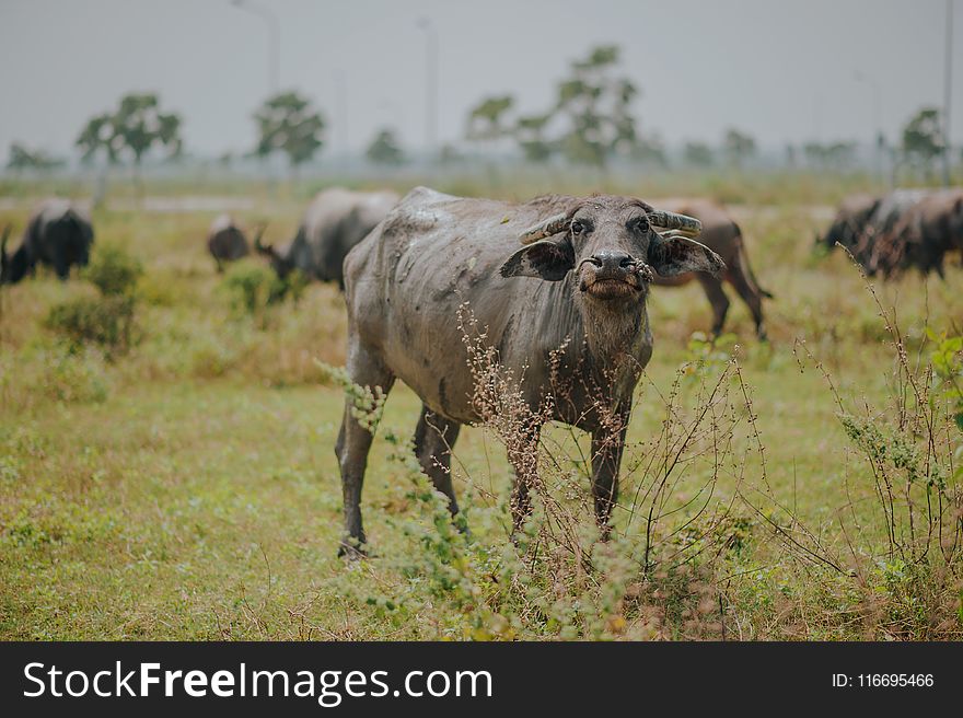 Water Buffalo on Green Grass
