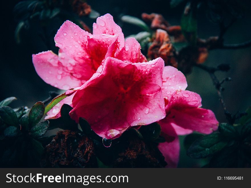 Close-Up Photography of Pink Flower With Droplets