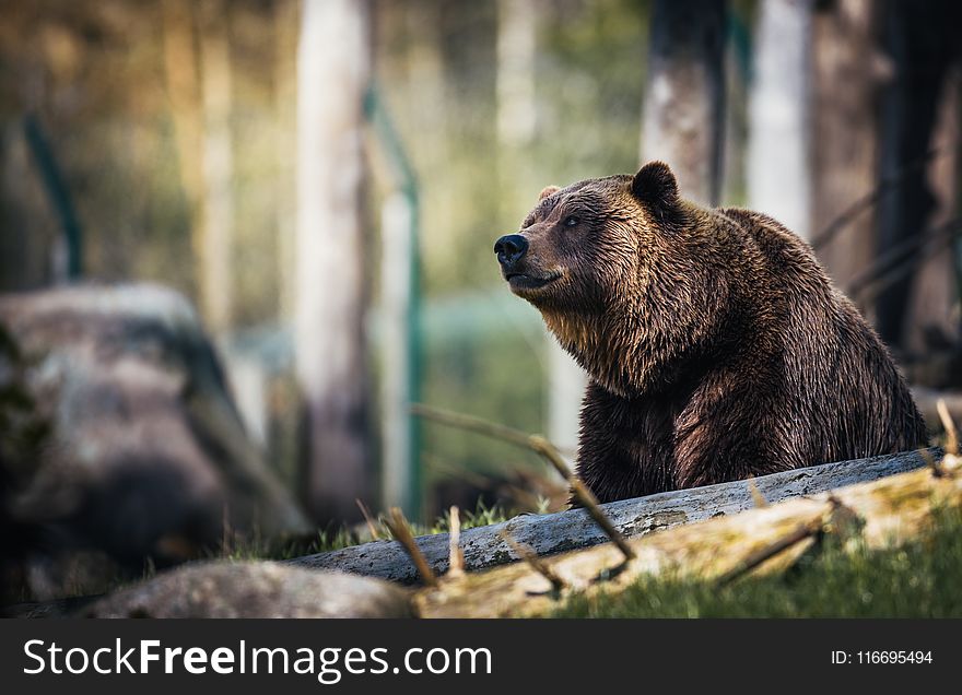 Close-Up Photography Of Grizzly Bear