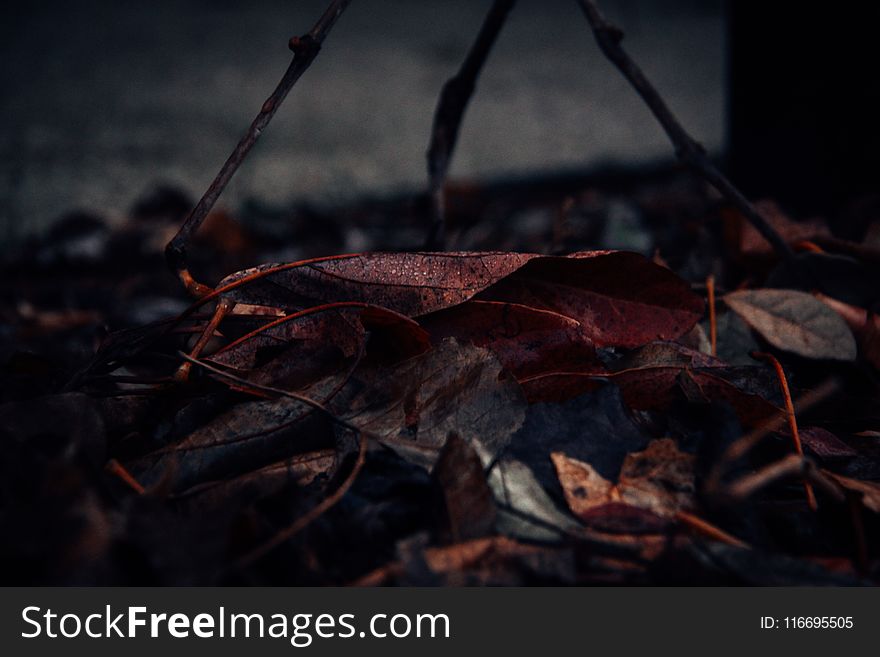 Close-Up Photography of Fallen Leaves