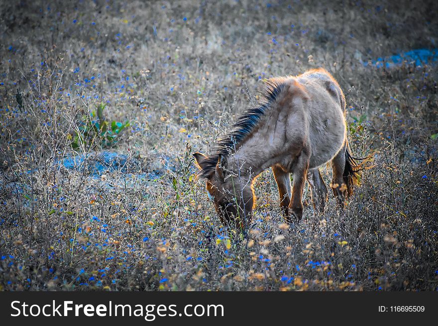 Brown Horse Eating Grass on a Field