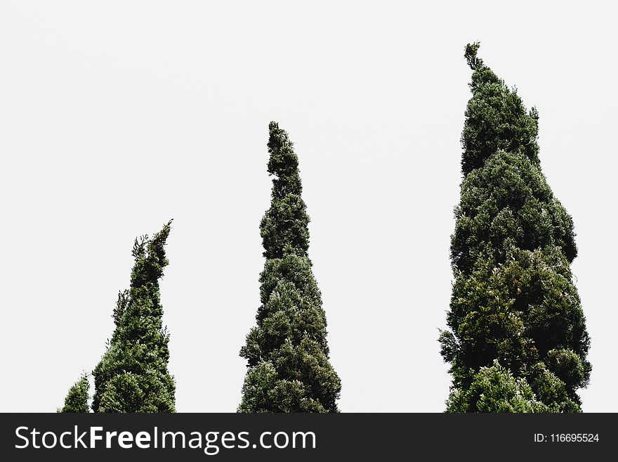 Worm&#x27;s-eye View of Three Green Leafed Trees