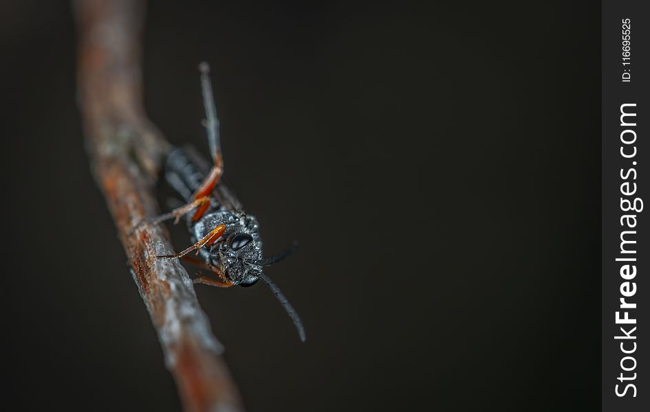 Macro Photography of Black Insect on Brown Twig